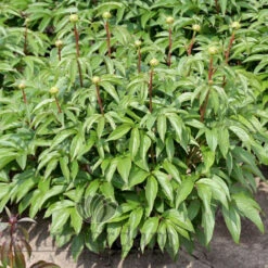 Paeonia Serene Pastel 4L/21cm -Ketler Outdoors Shop serene pastel f4 84575.1662993104