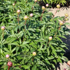 Paeonia Serene Pastel 4L/21cm -Ketler Outdoors Shop serene pastel f5 63819.1662993104