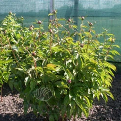 Paeonia Shirley Temple 4L/21cm -Ketler Outdoors Shop shirley temple f3 13100.1662993105