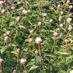 Paeonia Shirley Temple 4L/21cm -Ketler Outdoors Shop shirley temple f4 47904.1662993105
