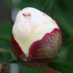 Paeonia Shirley Temple 4L/21cm