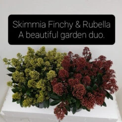 Skimmia Jap Finchy 3L -Ketler Outdoors Shop skim 2 07098.1662993380