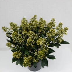 Skimmia Jap Finchy 3L -Ketler Outdoors Shop skimmia finchy 1 38064.1662993380