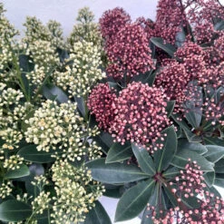 Skimmia Jap Finchy 3L -Ketler Outdoors Shop skimmia pair 1 15723.1662993380