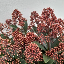 Skimmia Jap Rubella 3L -Ketler Outdoors Shop skimmia rubella 2 1 27723.1662992658