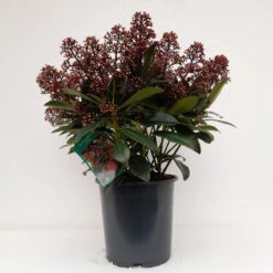Skimmia Jap Rubella 3L -Ketler Outdoors Shop skimmia rubella 3 1 45453.1662992657