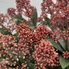 Skimmia Jap Rubella 3L -Ketler Outdoors Shop skimmia rubella 8 1 31585.1665133506
