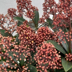 Skimmia Jap Rubella 3L