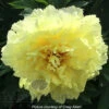 Paeonia Select Sonoma Halo 4L/21cm -Ketler Outdoors Shop sonoma halo f1 80685.1665133470