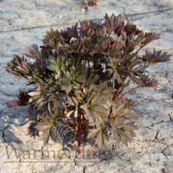 Paeonia Select Sonoma Halo 4L/21cm -Ketler Outdoors Shop sonoma halo f2 36540.1662993079