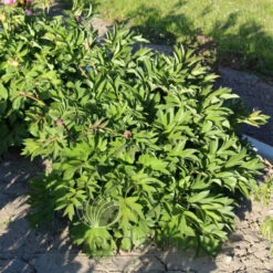 Paeonia Select Sonoma Halo 4L/21cm -Ketler Outdoors Shop sonoma halo f3 07417.1662993080