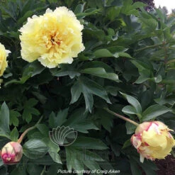 Paeonia Select Sonoma Halo 4L/21cm -Ketler Outdoors Shop sonoma halo f4 43863.1662993080