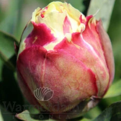 Paeonia Select Sonoma Halo 4L/21cm -Ketler Outdoors Shop sonoma halo f5 98006.1662993080