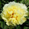 Paeonia Select Sonomo Yedo 4L/21cm