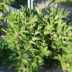 Paeonia Select Sonomo Yedo 4L/21cm -Ketler Outdoors Shop sonoma yedo f3 27054.1662993076