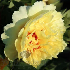 Paeonia Select Sonomo Yedo 4L/21cm -Ketler Outdoors Shop sonoma yedo f5 33171.1662993076