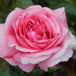 Gift Rose 'Special Anniversary' 5L