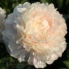 Paeonia Select Summer Glow 4L/21cm -Ketler Outdoors Shop summer glow f1 96868.1665133469
