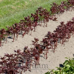 Paeonia Select Summer Glow 4L/21cm -Ketler Outdoors Shop summer glow f2 16575.1662993074