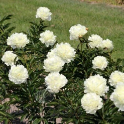 Paeonia Select Summer Glow 4L/21cm -Ketler Outdoors Shop summer glow f6 67780.1662993074