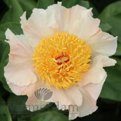Paeonia Sunny Day 4L/21cm
