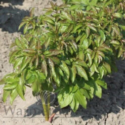 Paeonia Sunny Day 4L/21cm -Ketler Outdoors Shop sunny day f3 22448.1662993105