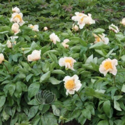 Paeonia Sunny Day 4L/21cm -Ketler Outdoors Shop sunny day f5 35062.1662993105