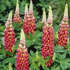 'Tequila Flame' 13cm Pot -Ketler Outdoors Shop tequila flame 3 2 94693.1662993434