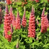 Lupinus West Country Lupin 'Towering Inferno' 1L -Ketler Outdoors Shop terracotta 4 92283.1680698413