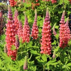Lupinus West Country Lupin 'Towering Inferno' 1L