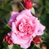 Gift Rose 'Timeless Pink' 5L -Ketler Outdoors Shop timeless pink 49rv 1 08164.1678621522