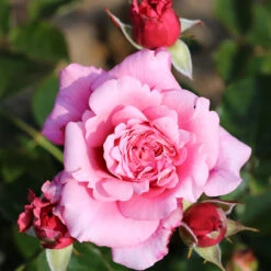 Gift Rose 'Timeless Pink' 5L