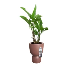 Elho® Pure Coupe 35cm Brown -Ketler Outdoors Shop untitled 3 34 04867.1662993365