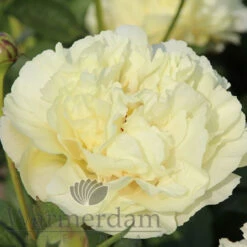 Paeonia Select Vanilla Schnapps 4L/21cm