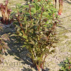 Paeonia Select Vanilla Schnapps 4L/21cm -Ketler Outdoors Shop vanilla schnapps f3 88687.1662993075