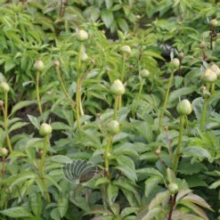 Paeonia Select Vanilla Schnapps 4L/21cm -Ketler Outdoors Shop vanilla schnapps f4 15971.1662993075
