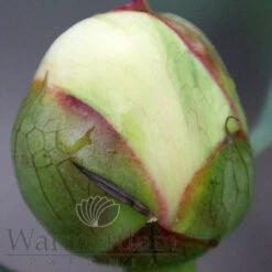 Paeonia Select Vanilla Schnapps 4L/21cm -Ketler Outdoors Shop vanilla schnapps f5 40445.1662993075