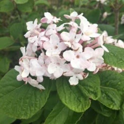 Viburnum Carlesii Samantha C5
