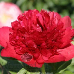 Paeonia Select Viking Valor 4L/21cm