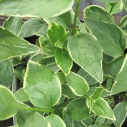 Vinca Major 'Variegata' 2L