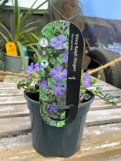 Vinca Minor 'Ralph Shugert' 2L
