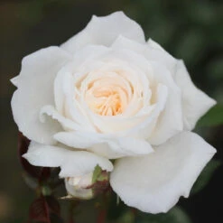 Patio Rose 'White Patio' 4L