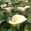 Zantedeschia Aethiopica 'Flamingo Beauty' 2L -Ketler Outdoors Shop zantadescia pink flamingo 36205.1665133466